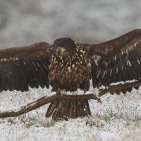 Дикие животные