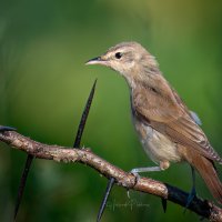 Камышовый разведчик