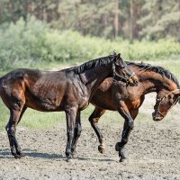 Кони :: SanSan 