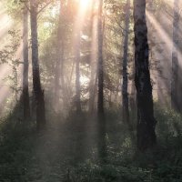 Солнечное утро