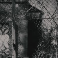 Про сокрушенные запреты. :: Анатолий Щербак