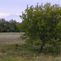 Одинокий клен.