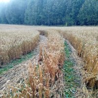 В пшеничном поле