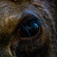 В его взгляде весь мир! :: Сергей Флетчер В его взгляде весь мир! :: Сергей Флетчер