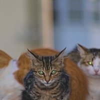 Котенок :: Giant Tao /