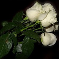 Букет белых роз :: Наталья ***