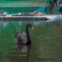 Из Жизни Пернатых