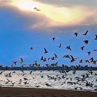 Чайки улетели :: Георгий А Чайки улетели :: Георгий А