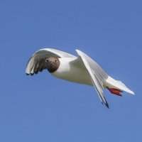 Э... Чего уставился? Жрать есть чего? :: Андрюс К