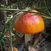 Лесные зарисовки. :: Лилия * Лесные зарисовки. :: Лилия *