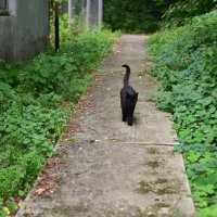 КоТоГраФия