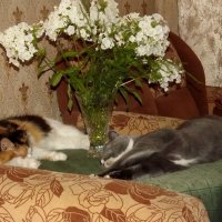 Когда хозяев дома нет! :: Нина Андронова Когда хозяев дома нет! :: Нина Андронова