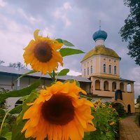 Подсолнухи