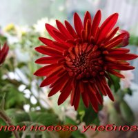 С началом нового учебного года!
