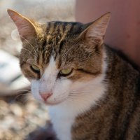 Пляжный котик!