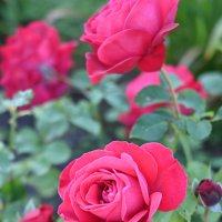 Цветы :: Митяй Митрич Цветы :: Митяй Митрич