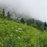 ФИШТ :: Tata Wolf