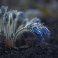 Мартовские сны умытой сон-травы. :: Анатолий Щербак