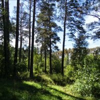 Заельцовский бор