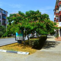 Феодосия. Айланты на улице Советской.