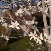 Магнолия звёздчатая (Magnolia stellata). :: Анатолий Щербак
