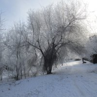 зимы прекрасные моменты :: Елена Шаламова