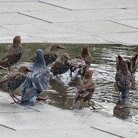 Под строгим наблюдением