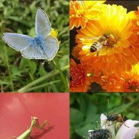 Природа пейзаж бабочка🦋 и Пчёлка и богомол и букашки