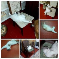 Все кошки спят калачиком,но Степочка мой спит вот так.