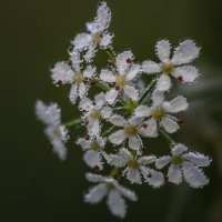 Купырь лесной – одна из самых распространённых в лесной зоне Евразии зонтичных трав.