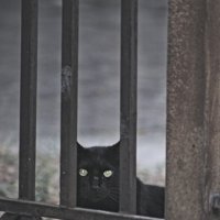 вскормленный в неволе орел молодой
