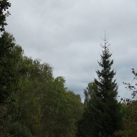 Лес