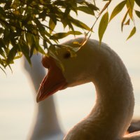Дикие животные