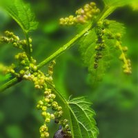 Дикие животные :: AZ east3 Дикие животные :: AZ east3
