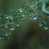 Веточка укропа с капельками утренней росы...