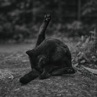 КоТоГраФия