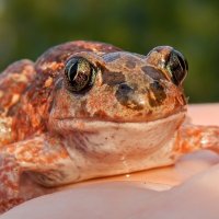 Портрет очаровательной чесночницы! :)