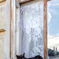 Кошка у окошка