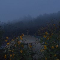 Вечерний топинамбур и туман
