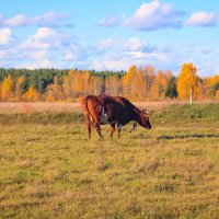 Осенний день :: Сергей 