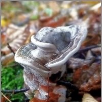 Трутовик - гриб