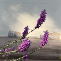 В пятне света