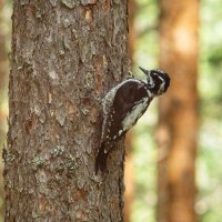 Three‑toed woodpecker | 1 :: Sergey Sonvar