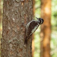 Three‑toed woodpecker | 2 :: Sergey Sonvar Three‑toed woodpecker | 2 :: Sergey Sonvar