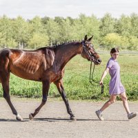 Домашние животные