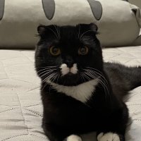 Котик