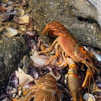 морская жизнь
