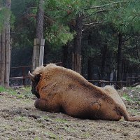 зоопарк