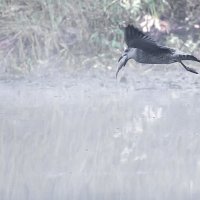 Чайка удачно поохотилась.
