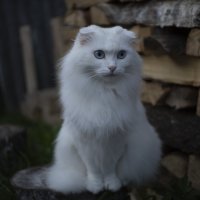 Домашняя любимица